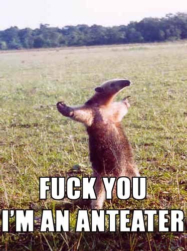 Anteater T pose halo meme on Make a GIF