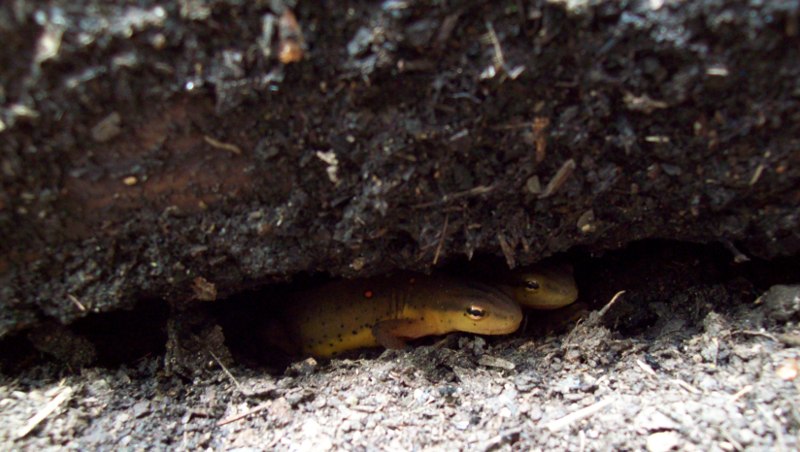 sister newts