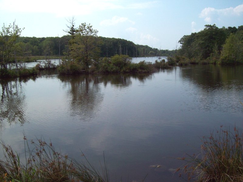 a typical pond